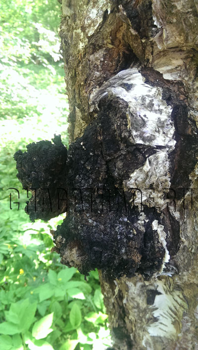 Siberian Chaga Mushroom has healing properties only if it grows on a birch tree