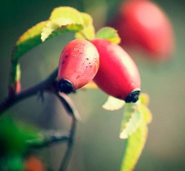 Rosehip fruits are the natural source of vitamin C