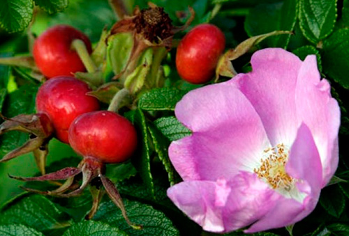 Rosehip flowers