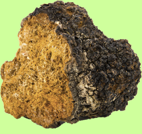 The image of an artficially grown chaga mushroom