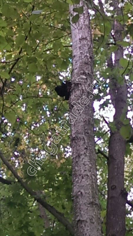 Chaga-wild-on-tree