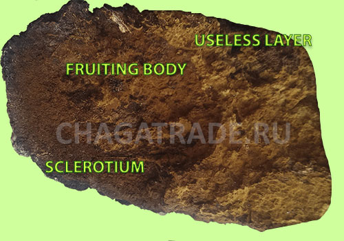 Chaga mushroom chunk with an explnation of its three layers