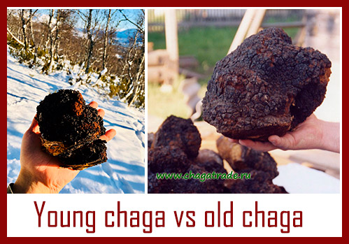 Comparison of young and old wild Chaga pieces shown in a hand to illustrate proper harvesting