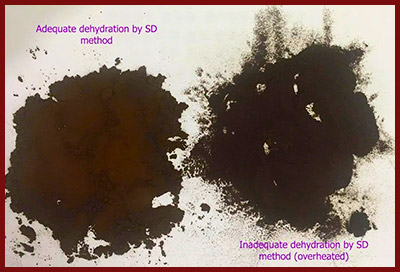 Side-by-side comparison of two spray-dried Chaga extract powders showing adequate dehydration versus overheated extract with darker color and damaged texture.